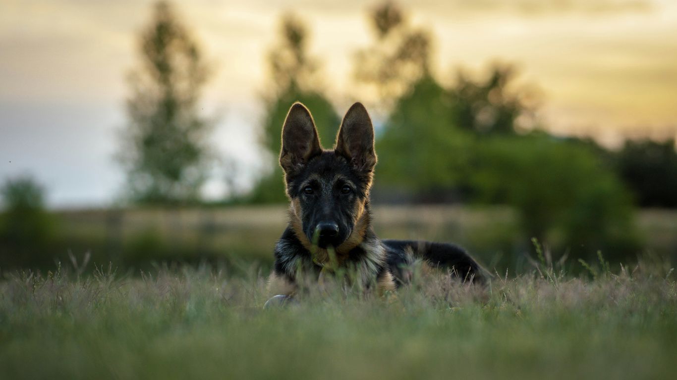 a dog running in a field