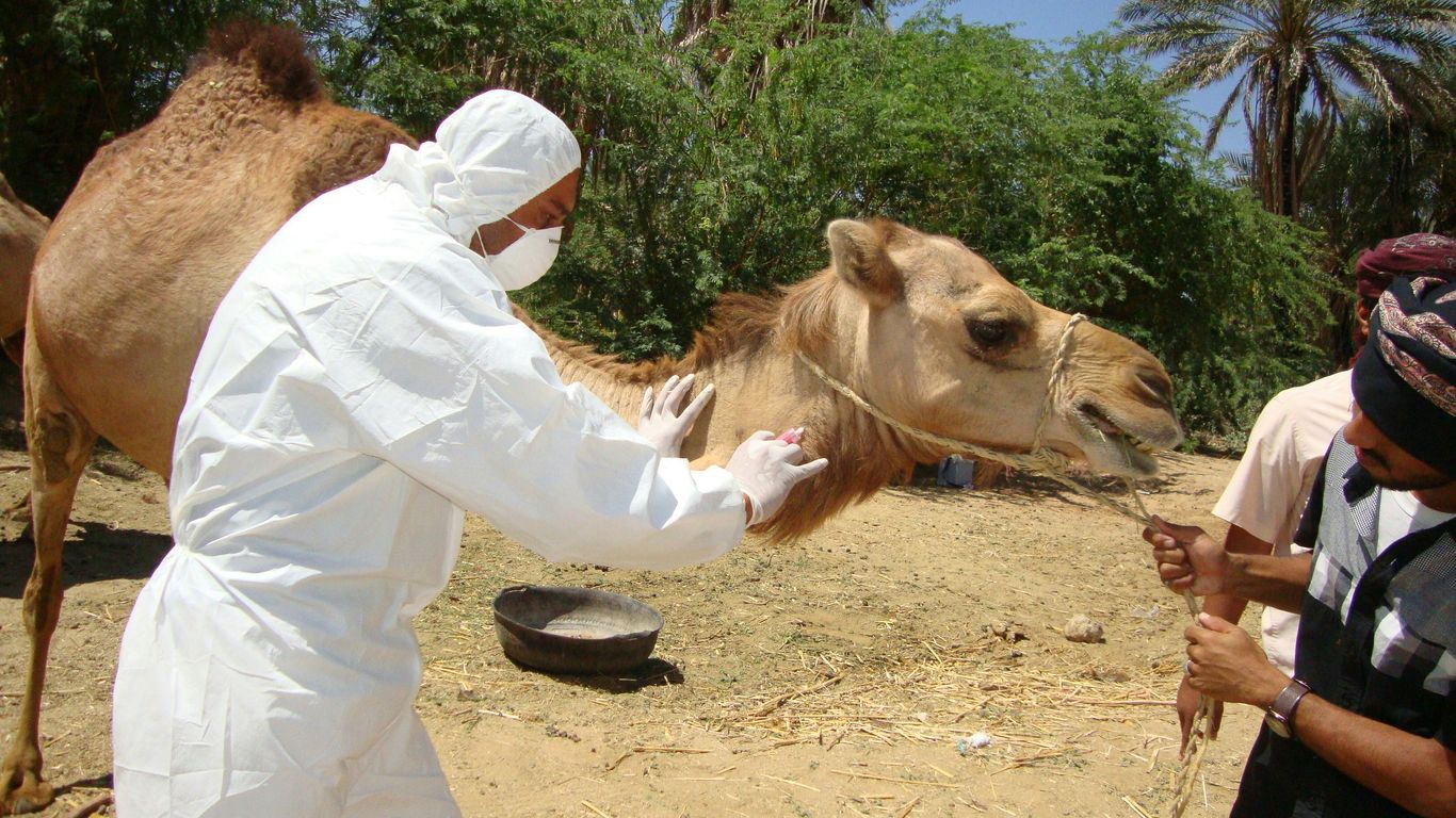 man in white long sleeve shirt riding brown camel during daytime